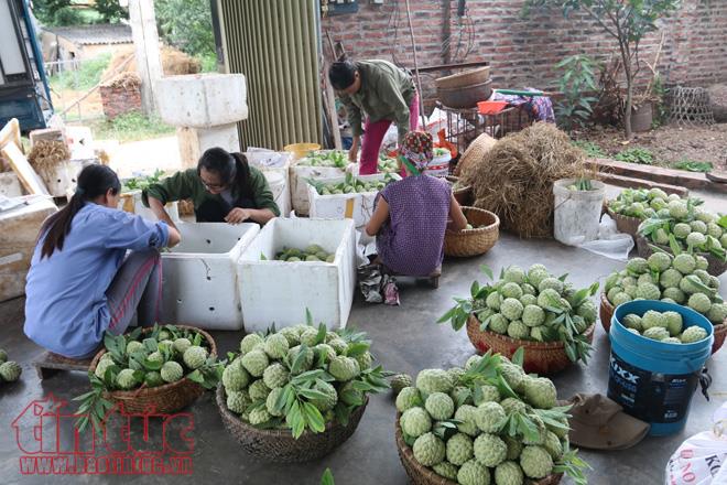 Na Huyền Sơn (Bắc Giang) được mùa, được giá ảnh 5